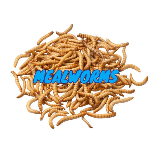 Mealworms