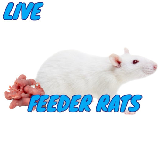 Live Feeder Rats