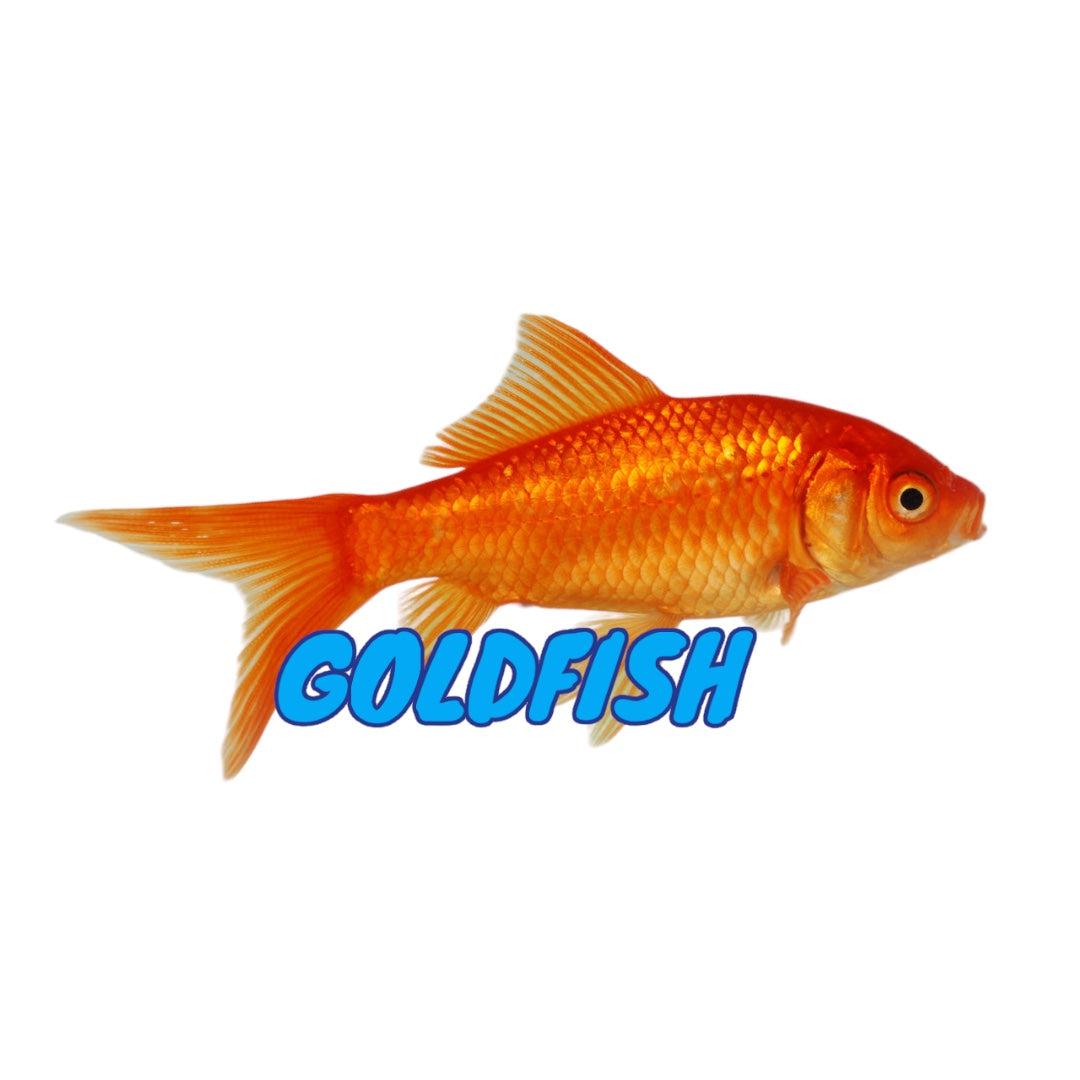 Goldfish