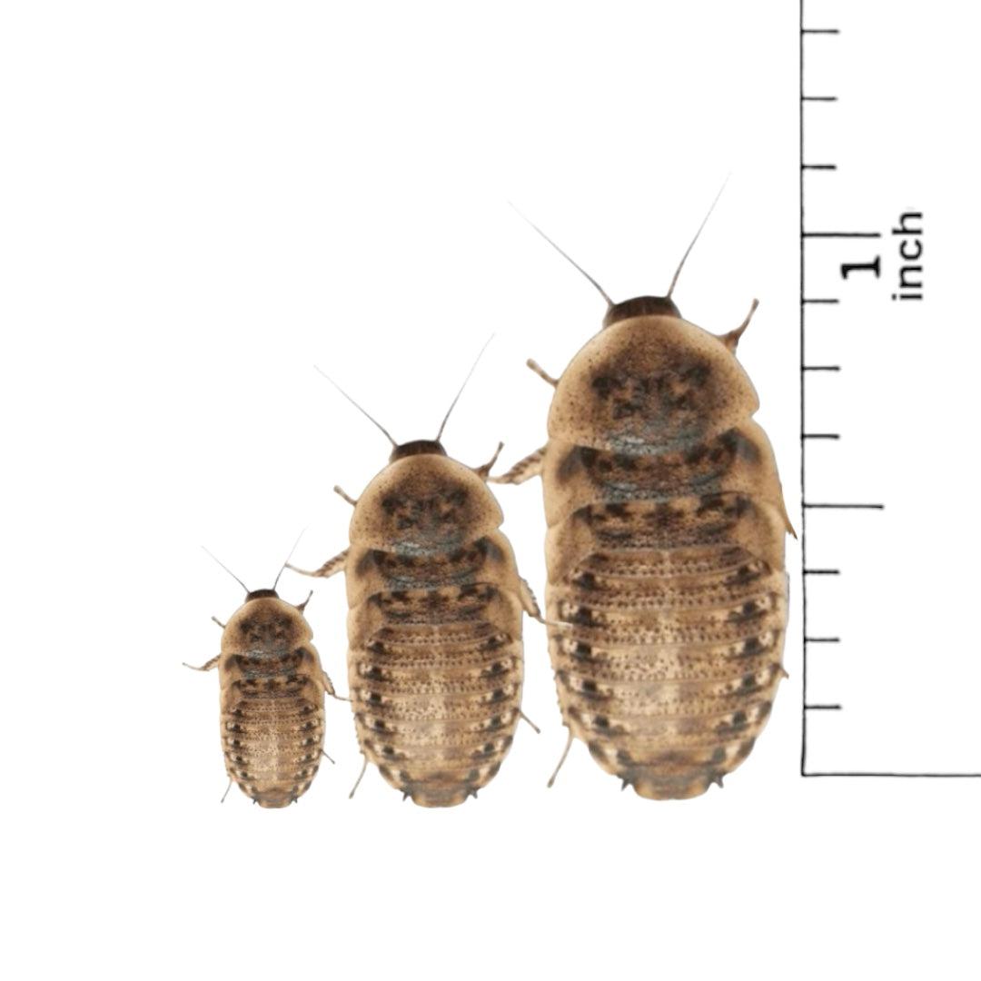 Dubai Roaches