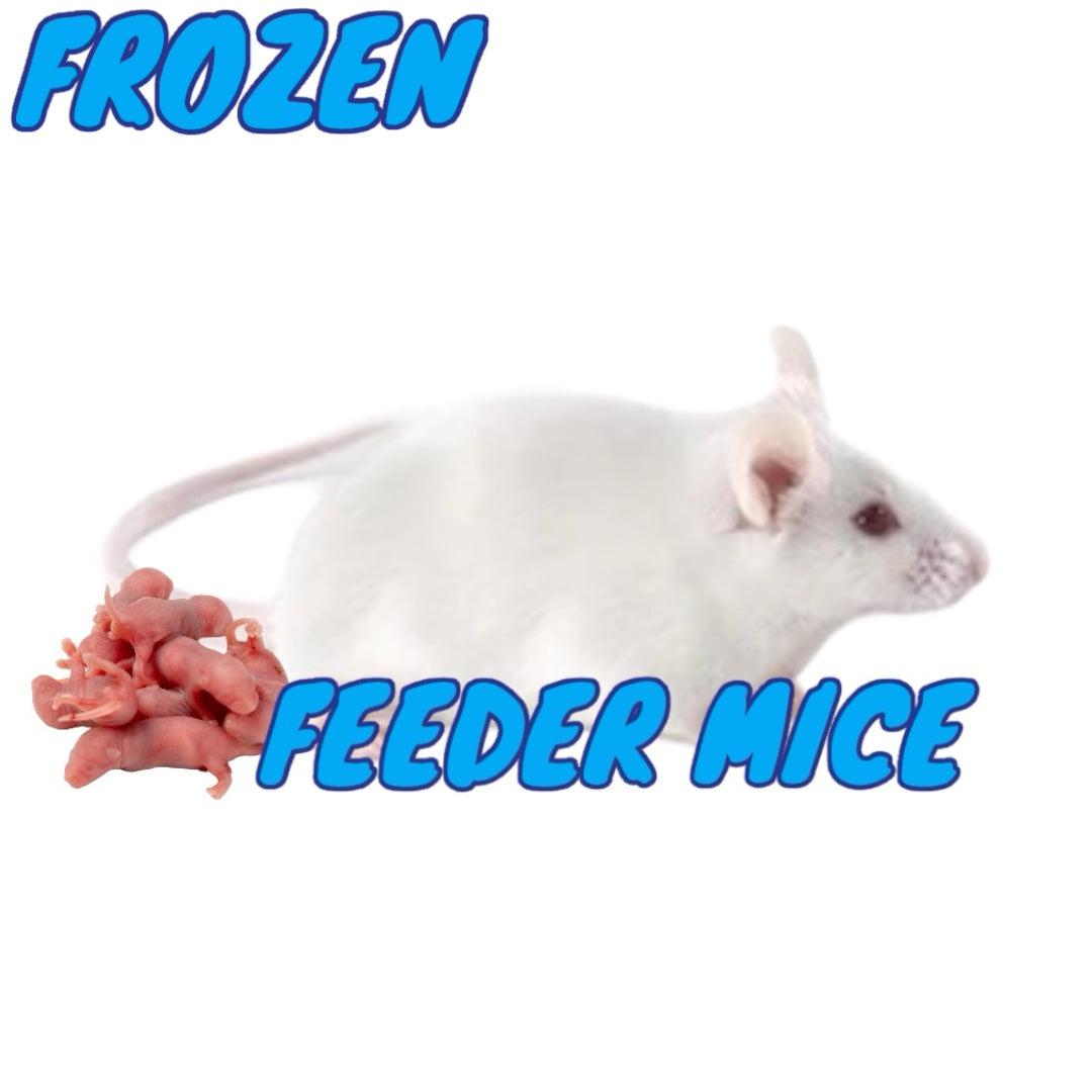 Pet stores that sell frozen mice near me best sale