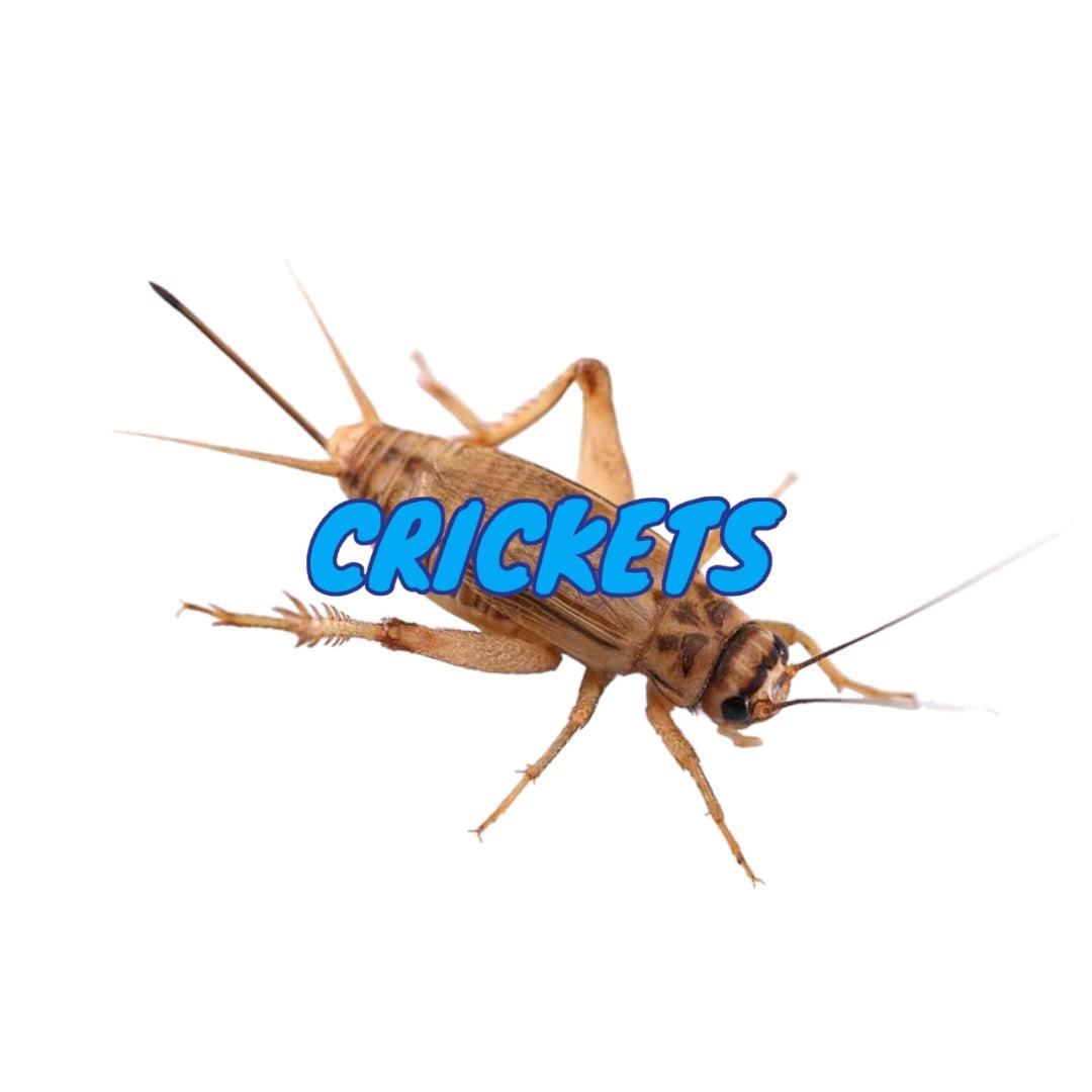 Crickets