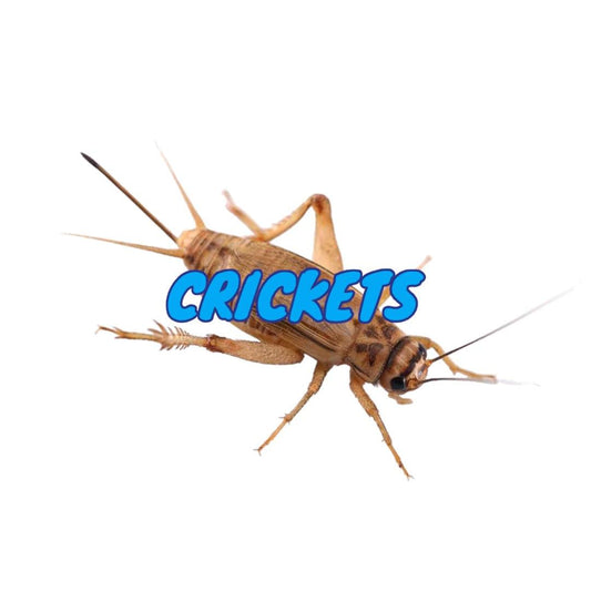 Crickets