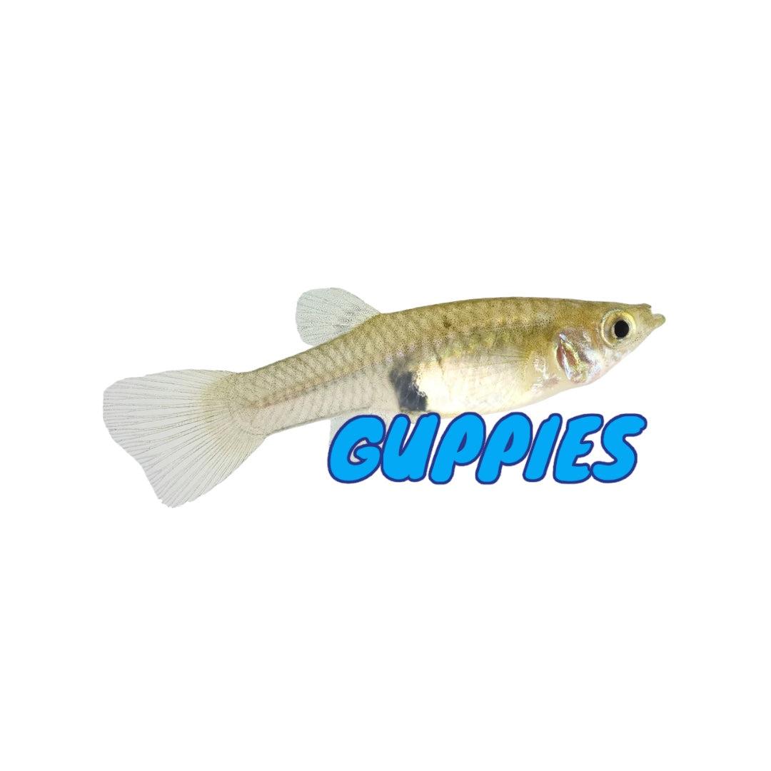 Guppies
