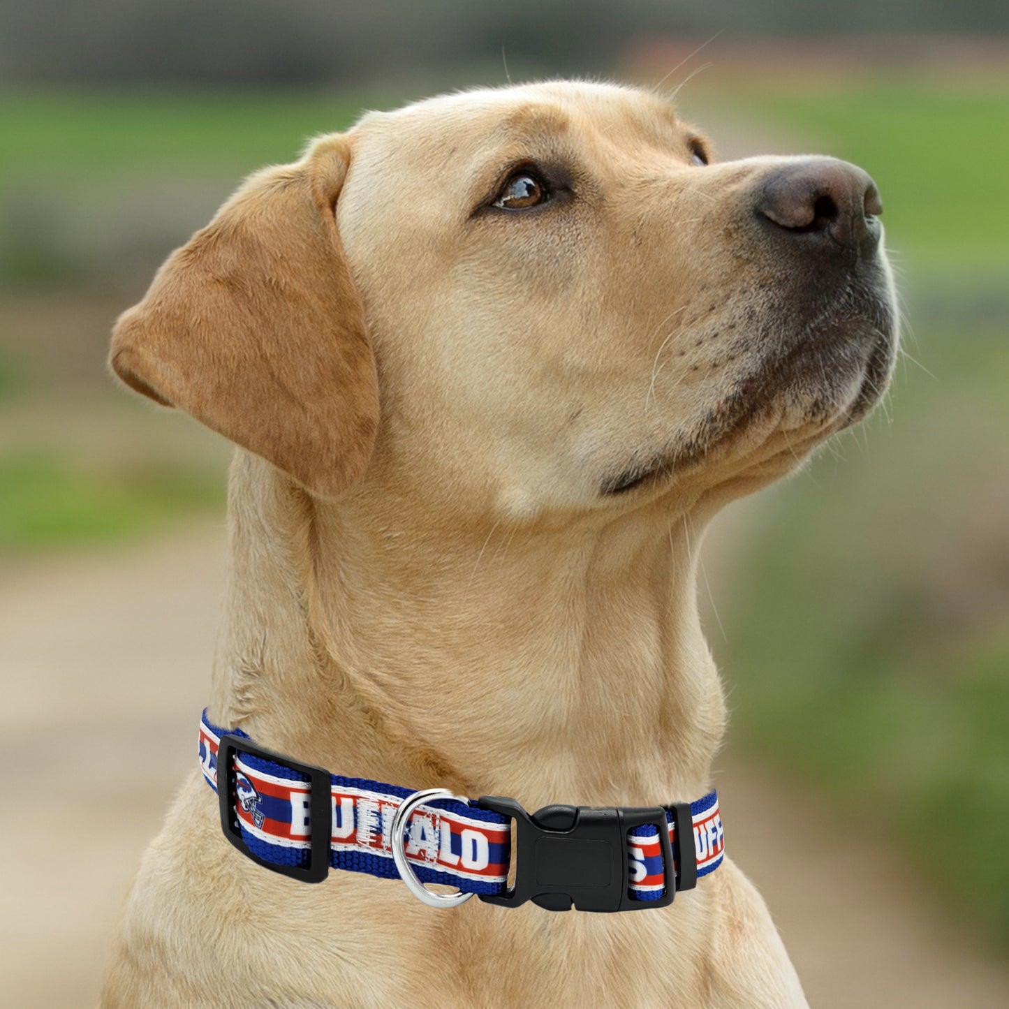 Buffalo Bills Official Team Adjustable Dog Collar