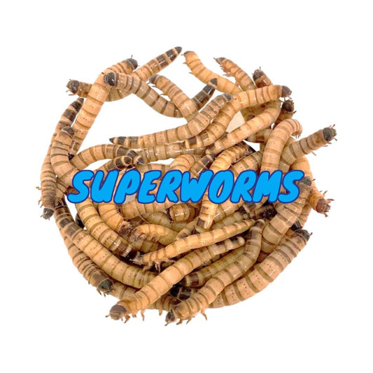 Superworms