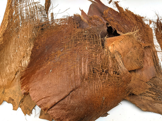 Palm Tree Bark