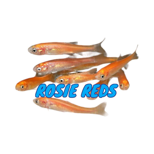 Rosie Red Minnows