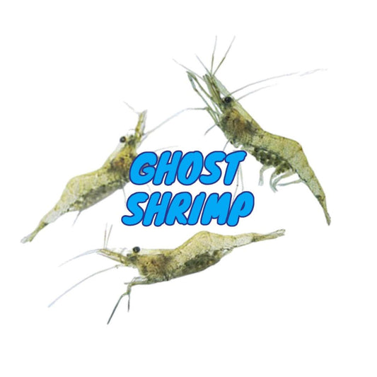 Ghost Shrimp