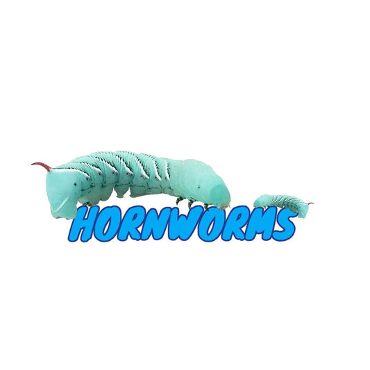 Hornworms