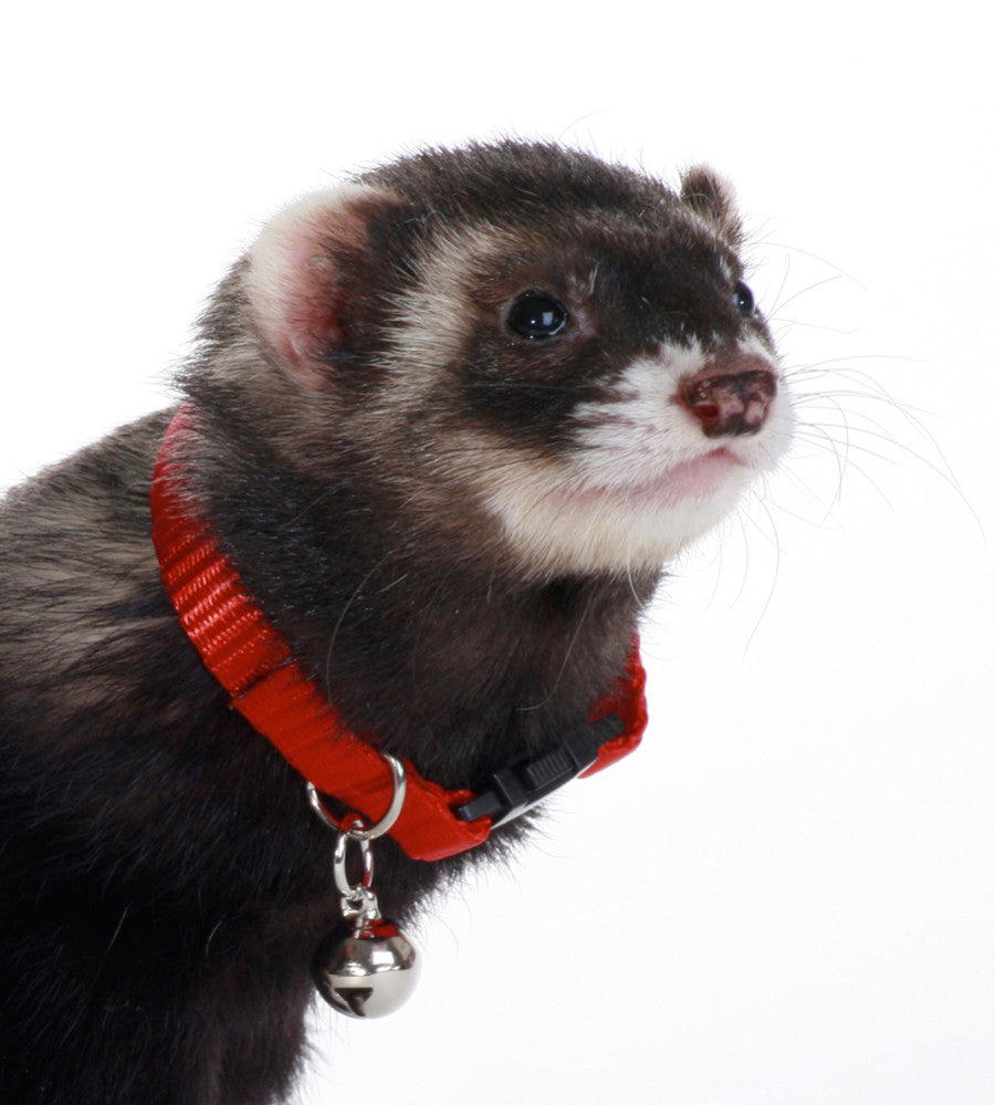 Marshall Pet Products Ferret Bell Collar