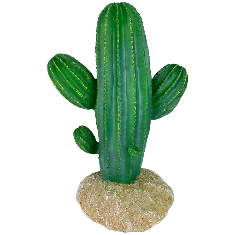 Komodo Cactus Plant Saguaro