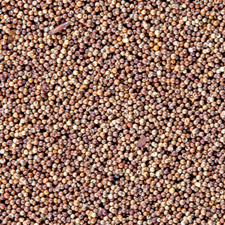 San Francisco Bay Brand Brine Shrimp Eggs Live Fish Food