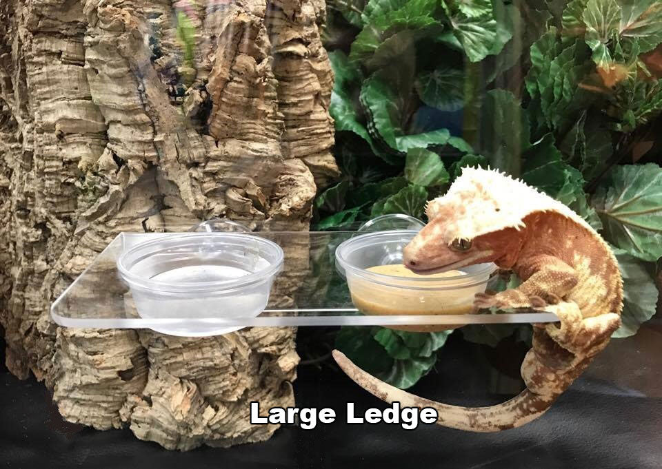 Pangea Suction Cup Acrylic Gecko Ledge