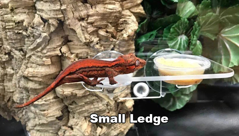 Pangea Suction Cup Acrylic Gecko Ledge