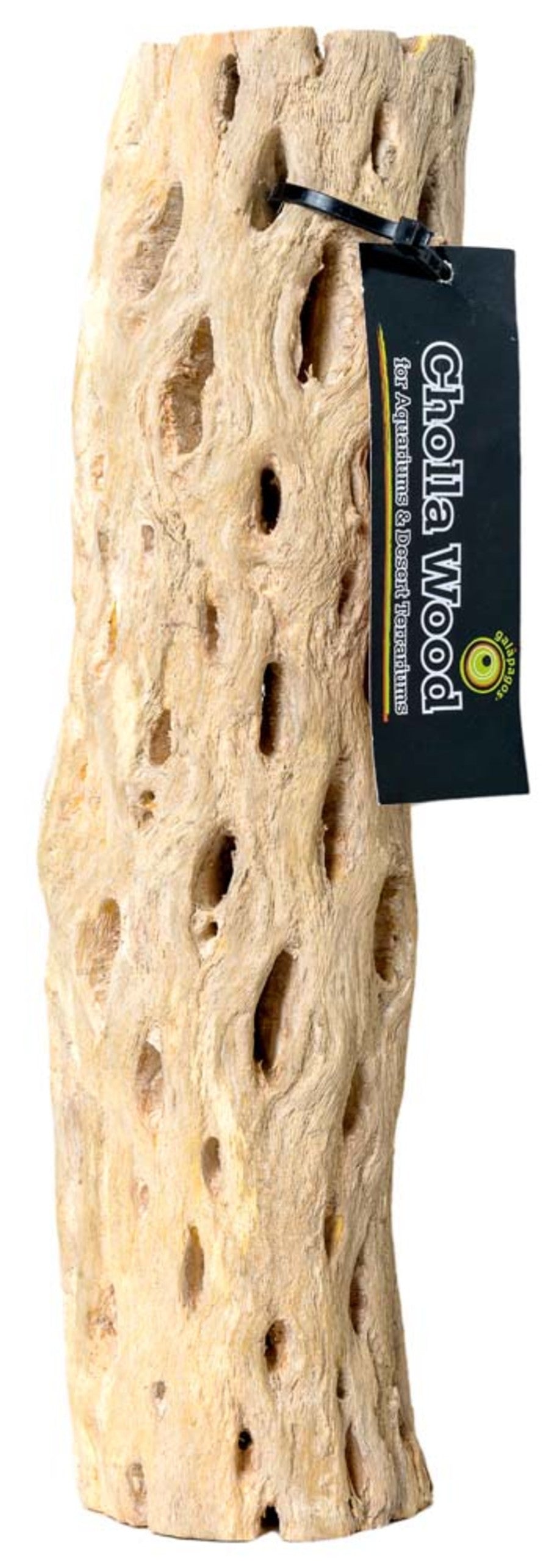 Galapagos Cactus Skeleton Cholla Wood