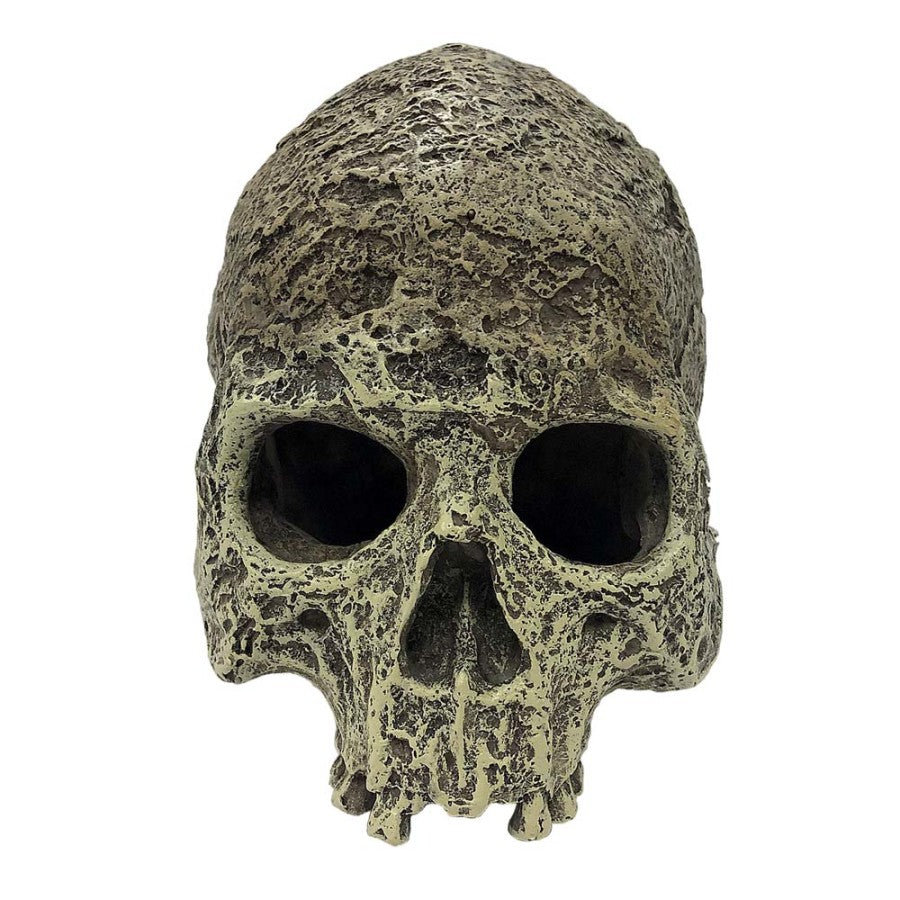 Komodo Textured Human Skull Reptile Hideout