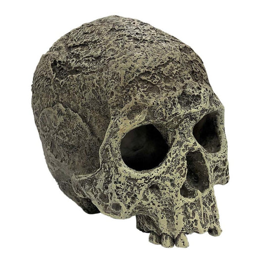 Komodo Textured Human Skull Reptile Hideout