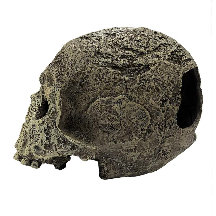 Komodo Textured Human Skull Reptile Hideout