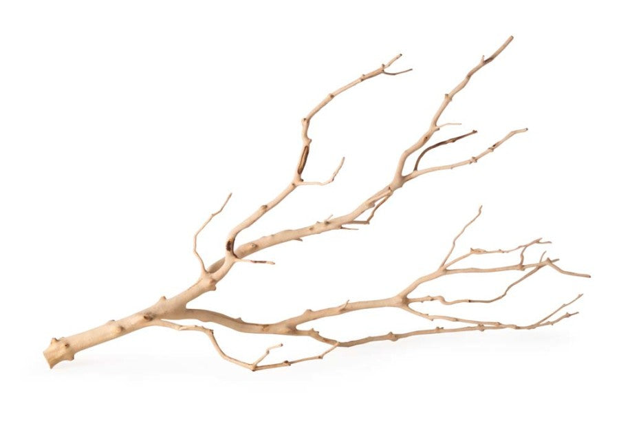 Galapagos Staghorn Wood Manzanita Branch