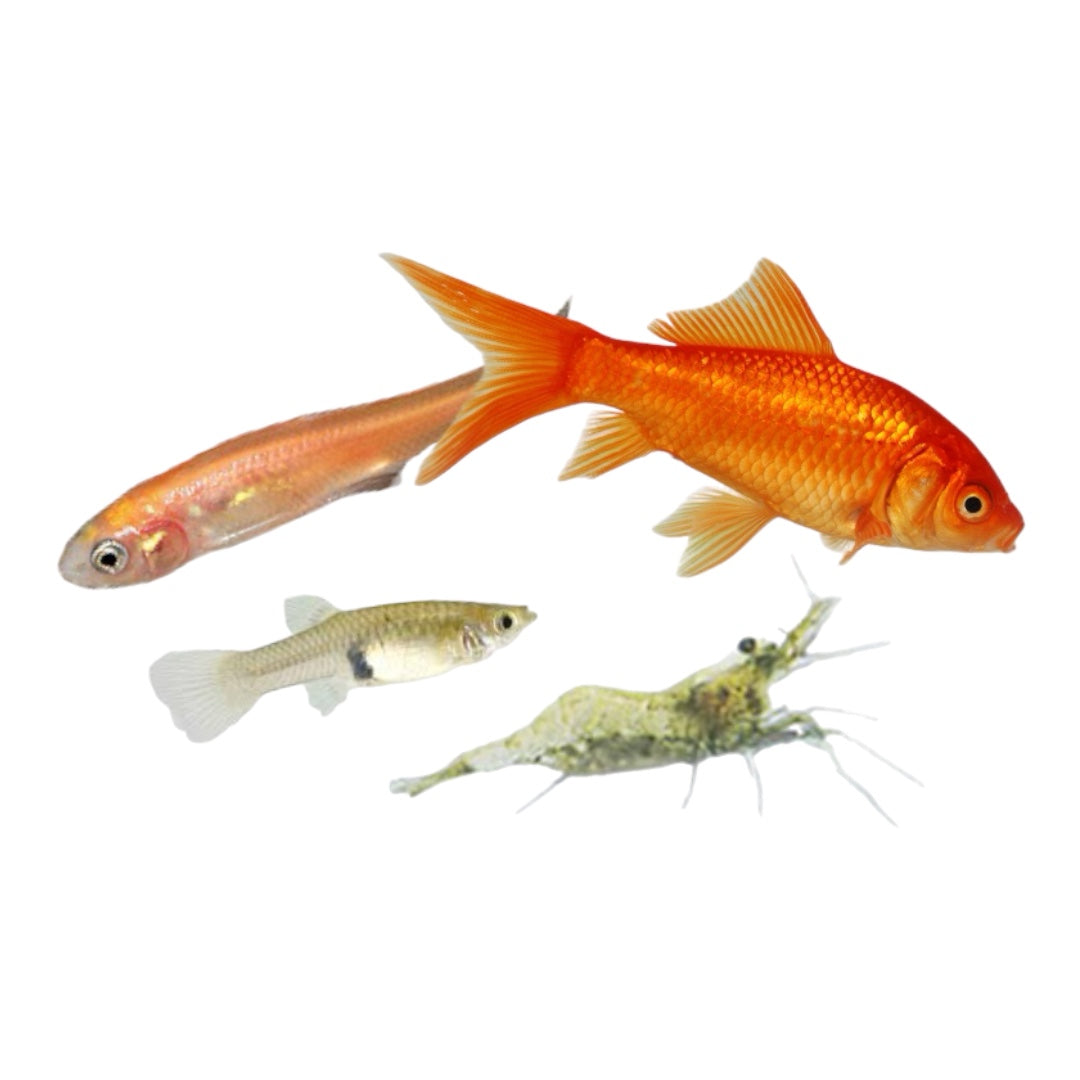 Feeder Fish Buffalo Pet Supply Feeder fish buffalo pet supply