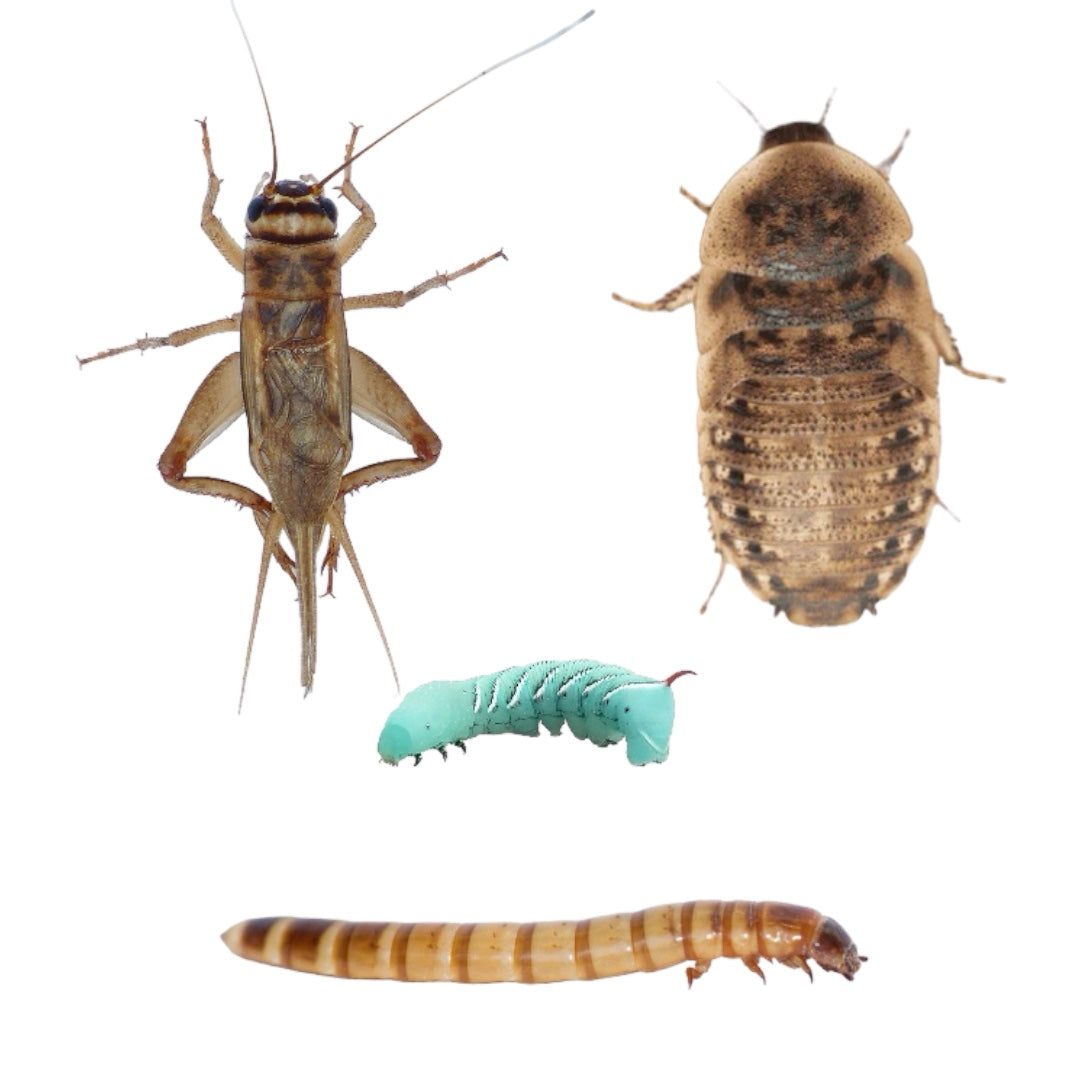 Feeder Insects