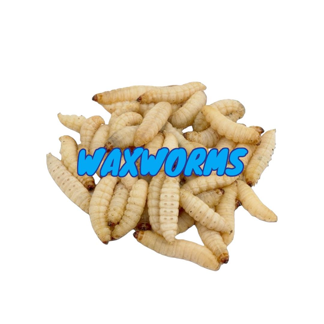 Waxworms