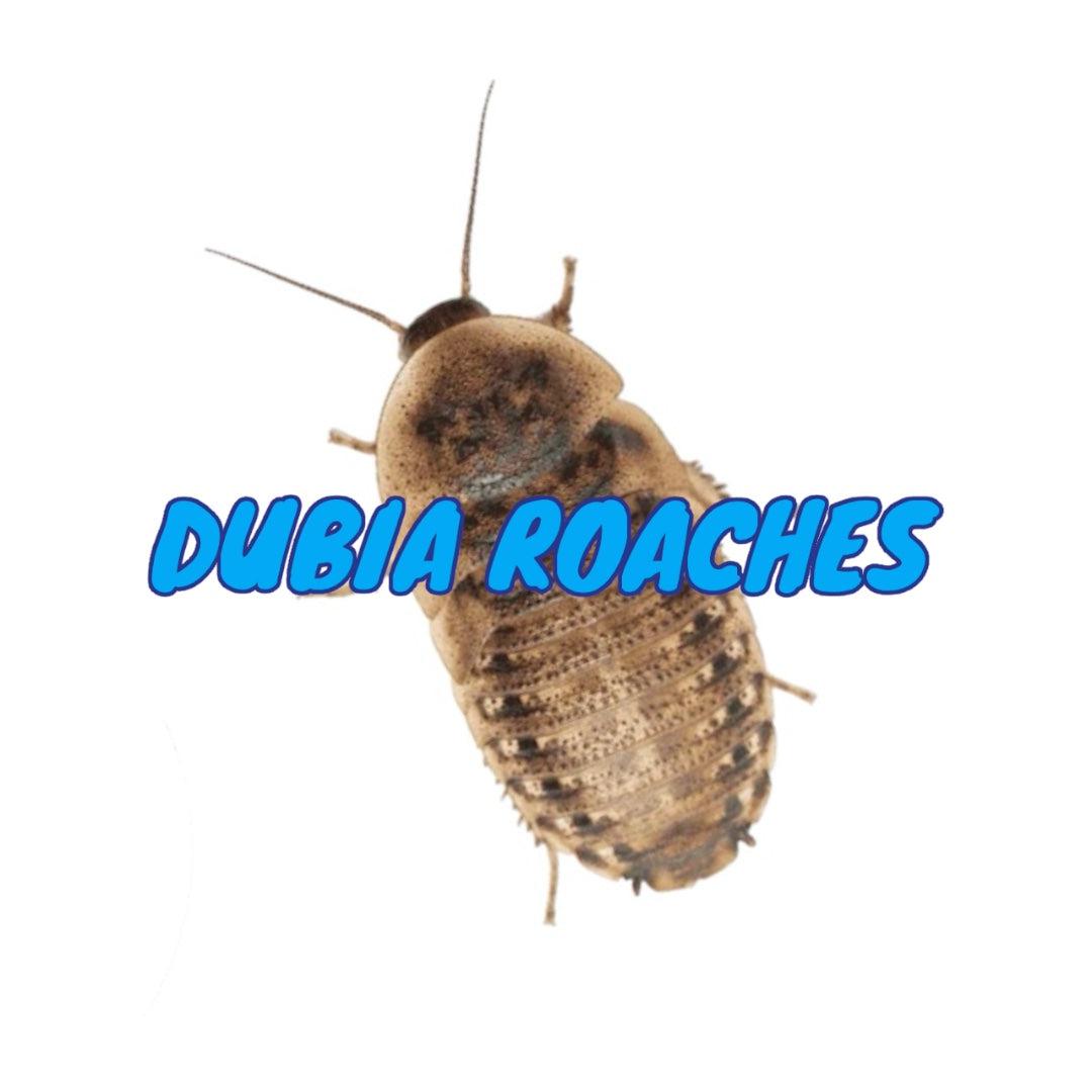 Dubai Roaches