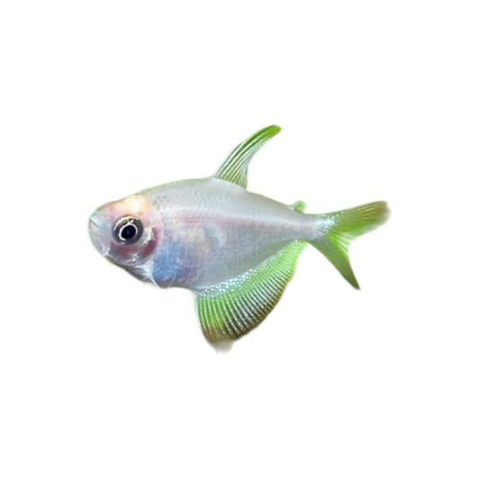 White Tetra