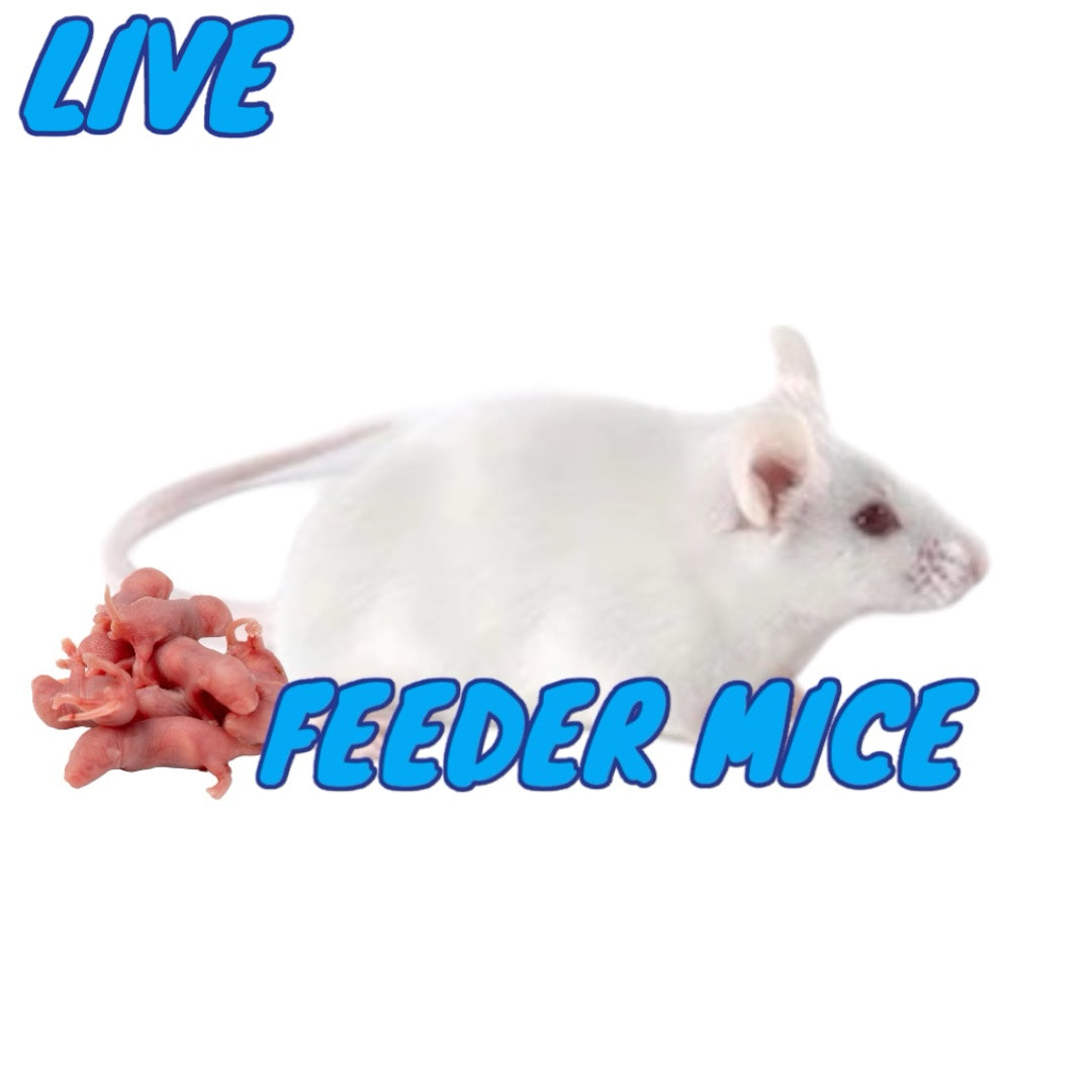 Live Feeder Mice
