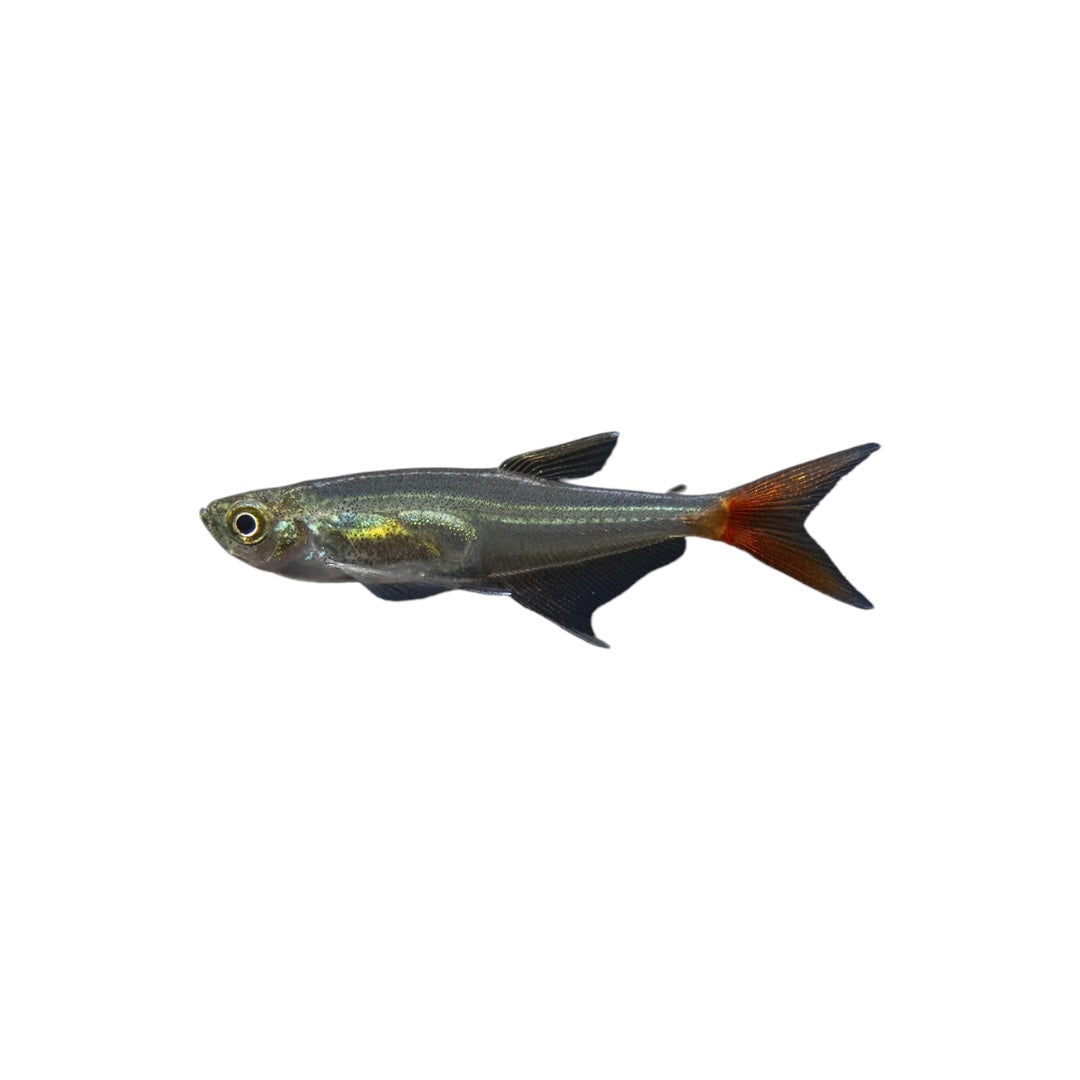 Blood Fin Tetra