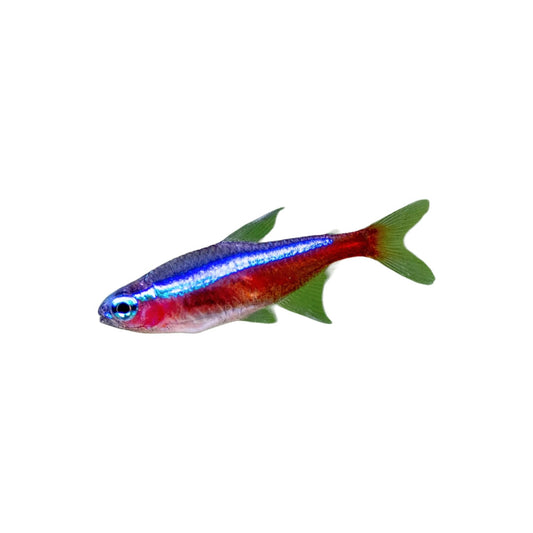 Cardinal Tetra