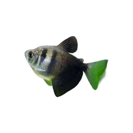 Black Tetra