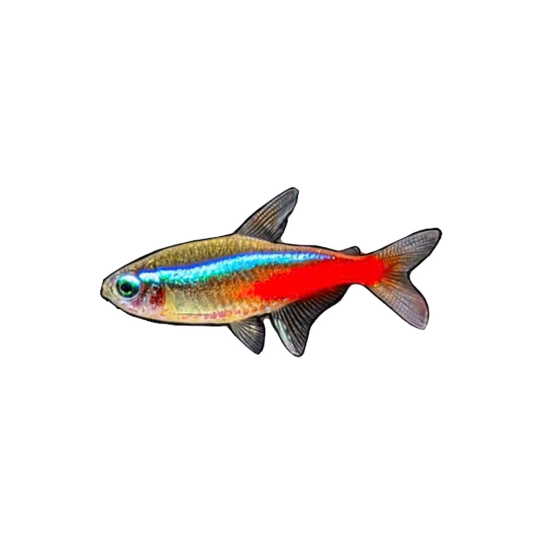 Neon Tetra