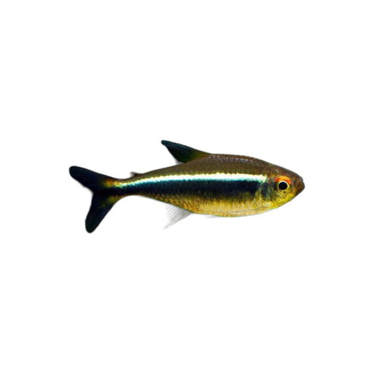 Black Neon Tetra