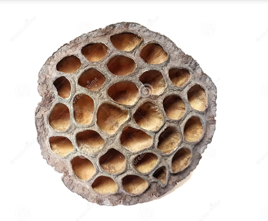 Lotus Honey Pod