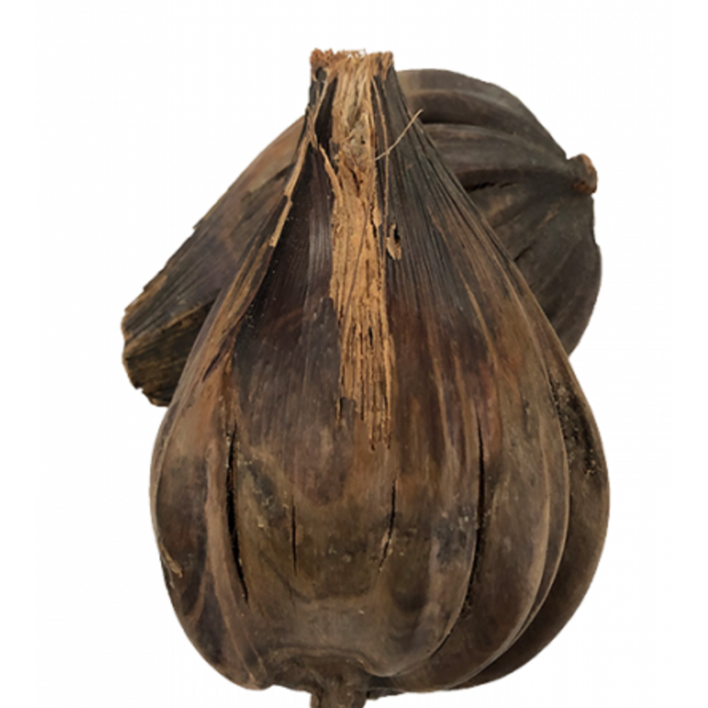 Nippa Seed Pod