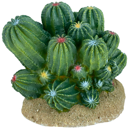 Komodo Cactus Plant Barrel