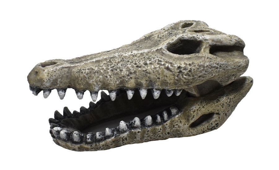 Hikari USA Gator Skull Resin Ornament