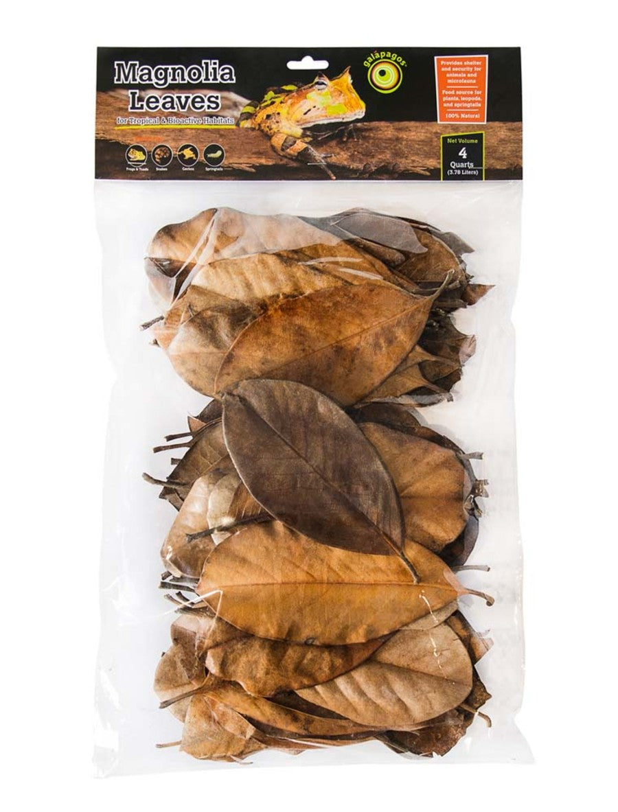 Galapagos Magnolia Leaves for Tropical & Bioactive Habitats