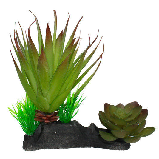 Komodo Succulent Plant