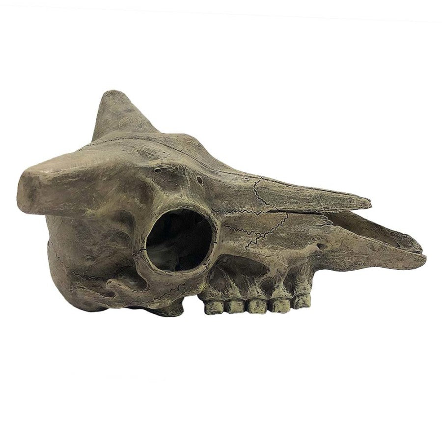 Komodo Deer Skull Reptile Hideout