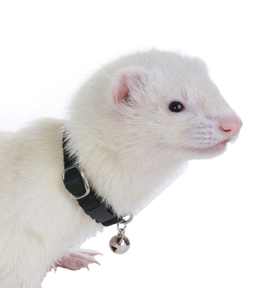Marshall Pet Products Ferret Bell Collar