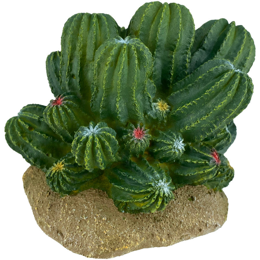 Komodo Cactus Plant Barrel